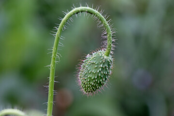 Papaver nudicaule the Iceland poppy boreal flowering plant growing seed. In garden, long stem. Blurred garden background