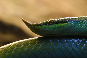 Close up on a green nasal snake.
