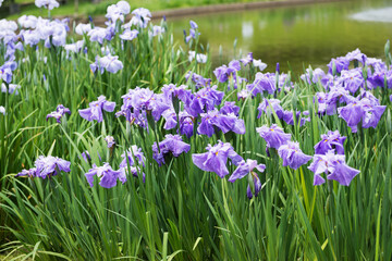 Obraz premium 白鷺公園の菖蒲園