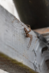 Pisaura mirabilis garden spider in brown. long legs, fur on painted wood plank in gray. Nursery web spider. Focus on spider, blurred background