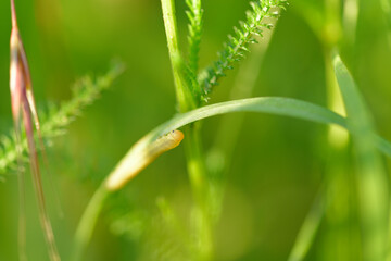 Eine kleine Raupe an einem Grashalm in einer Wiese