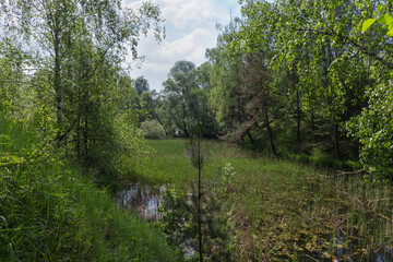 Fototapeta na wymiar Small shallow forest lake overgrown with reeds in early summer