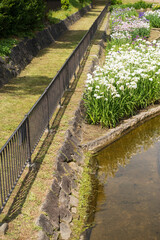 大浜公園の花菖蒲園