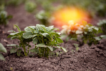 Potato garden plant sprouts grow on soil field, sunlight summer