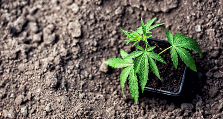 Banner Selection cannabis and breeding of quality seedlings for legalized marijuana on farm