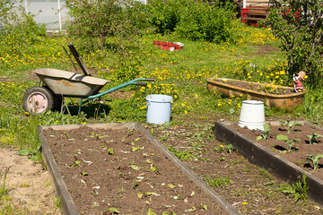 a garden wheelbarrow stands next to the vegetable gardens. farming concept