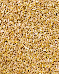 Close-up wheat grains. Wheat grains as background texture