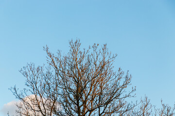 Blue sky with ash tree branches silhouette. Small sunny cloud
