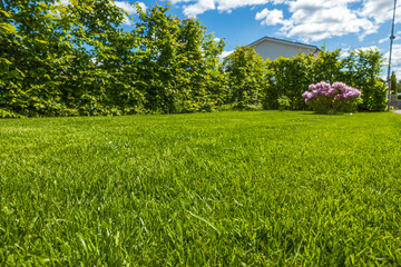 Beautiful nature landscape view. Green lawn, bushes and rhododendron flower on blue sky with white clouds background. Sweden.
