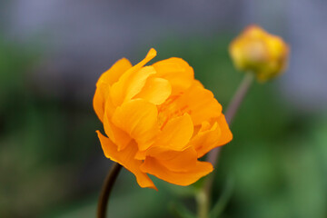 Fototapeta premium Trollius asiaticus, the Asian globeflower in bright orange color. beautiful blossom flower with isolated blurred background..ornamental plant of the family Ranunculaceae