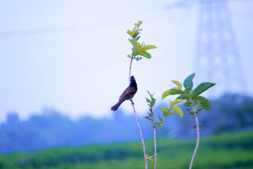 bird on a branch