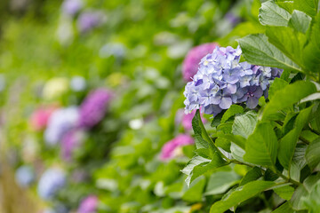 飛鳥山公園のアジサイ