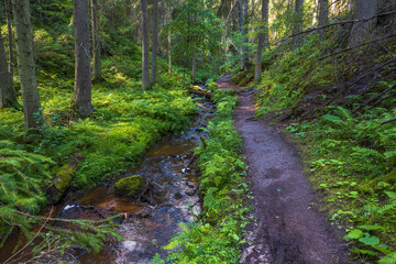 Beautiful summer nature landscape view. Small stream in green forest. Sweden.