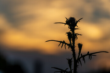 Sonnenuntergang auf Feld mit Pflanzen-Silhouetten
