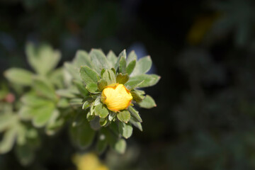 Shrubby Cinquefoil Goldteppich