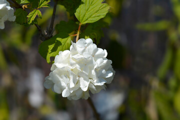 Guelder rose