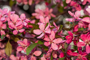 Nahaufnahme von Kirschblüten