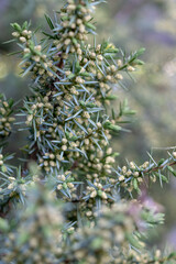 juniper berries of yew tree and sharp needles. blurred background