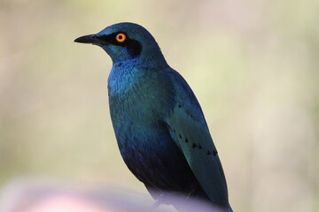 Starling bird