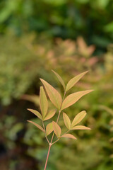 Heavenly bamboo Gulfstream