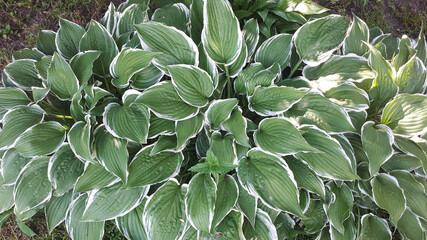 Green leaves background. Eco wallpaper, foliage background. Outdoor leaf texture