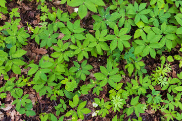 The texture of green small plants in an oak forest.