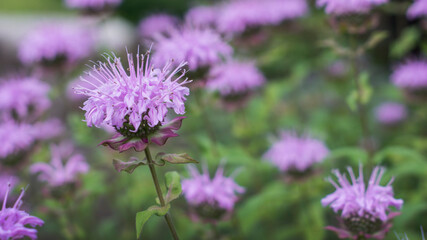 Monarda media garden. monarda flower in close up. bokeh