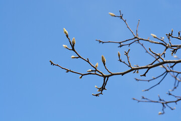 Kobus magnolia
