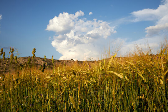 wheat field idyllic landscape mountain