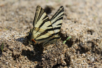 Fototapeta na wymiar Papillon sur le sable 