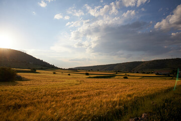 Fototapeta na wymiar wheat field idyllic landscape mountain