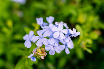 A close-up photograph of the flowering plant Blue Plumbago (Plumbago auriculata) in a garden in...