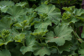 Green leaves of Alchemilla vulgaris, the common lady's mantle, herbaceous perennial plant flower in garden with dirt and dust on leaves
