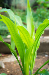 Young corn plant and lush bright green leaves in the home backyard garden, leaf pattern and texture,