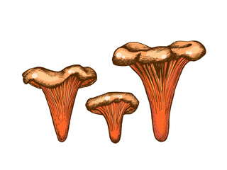 Illustration of chanterelle mushrooms, hand-drawn, family of edible mushrooms, graphic color flat drawing with lines, Healthy organic food, vegetarian food fresh mushrooms isolated on white background