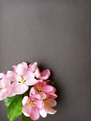 Fototapeta na wymiar Pink flowers on a dark background. Copispace