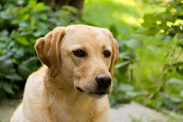 beautiful yellow labrador retriever head portrait in the garden