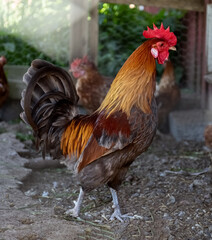 Rooster in a cage. The red cock looks out of the cage. Summer Aviary for poultry. Agriculture. High quality photo
