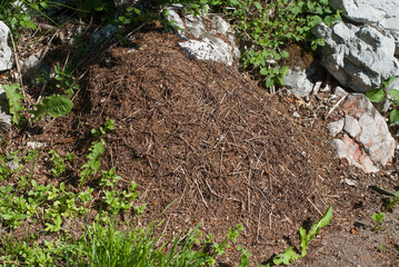 formicaio costruito dalle formiche