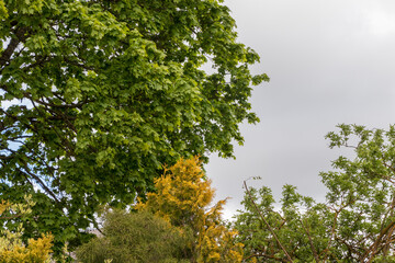 trees with leaves in the cloudy sky, yellowish bark, grass leaves, branches.