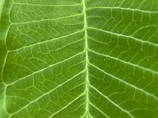close up of green leaf