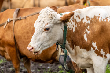 Cow head. Drooling from the mouth of a cow. The cow hums. High quality photo