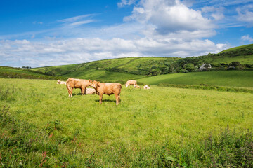 Cows grazing on green fields in Penare, Cornwall