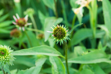 close up of a coneflower blossom in growing in the front garden