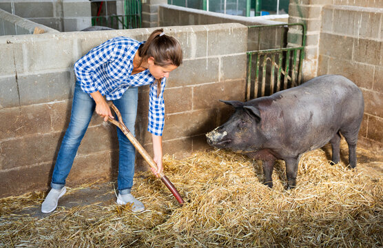 Portrait of female farmer feeding iberian pigs on farm. High quality photo