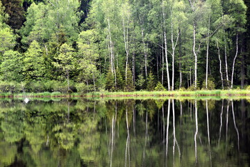 Green forest by the lake in reflection in the lake water. Beautiful forest reflecting on calm lake shore