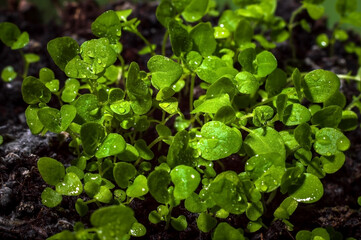 Young sprouts of greenery close-up, leaves with dew drops, gardening.