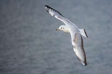 Gulls flying over the ponds of Richmond Park in London, UK