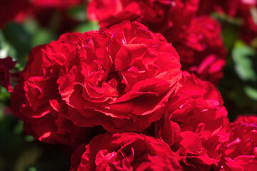 Bush of red roses
