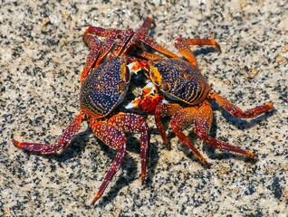 Two red crab sitting on stone, sea crustacean